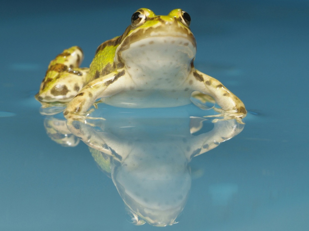 Желтая лягушка в воде