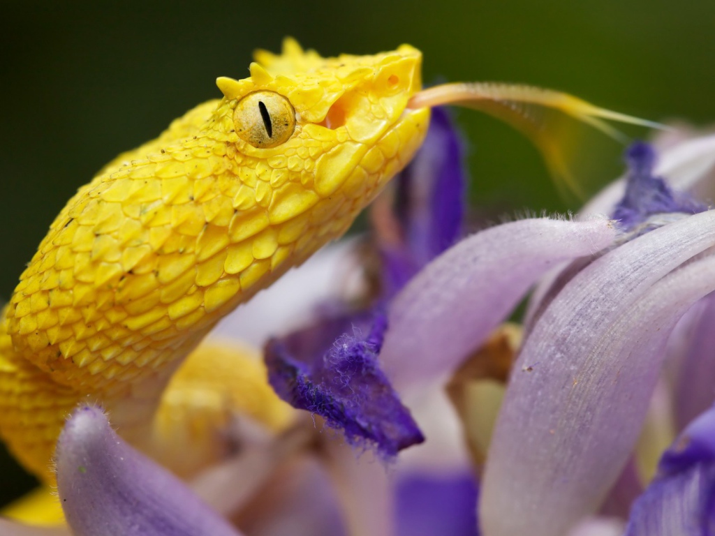 Желтая змея