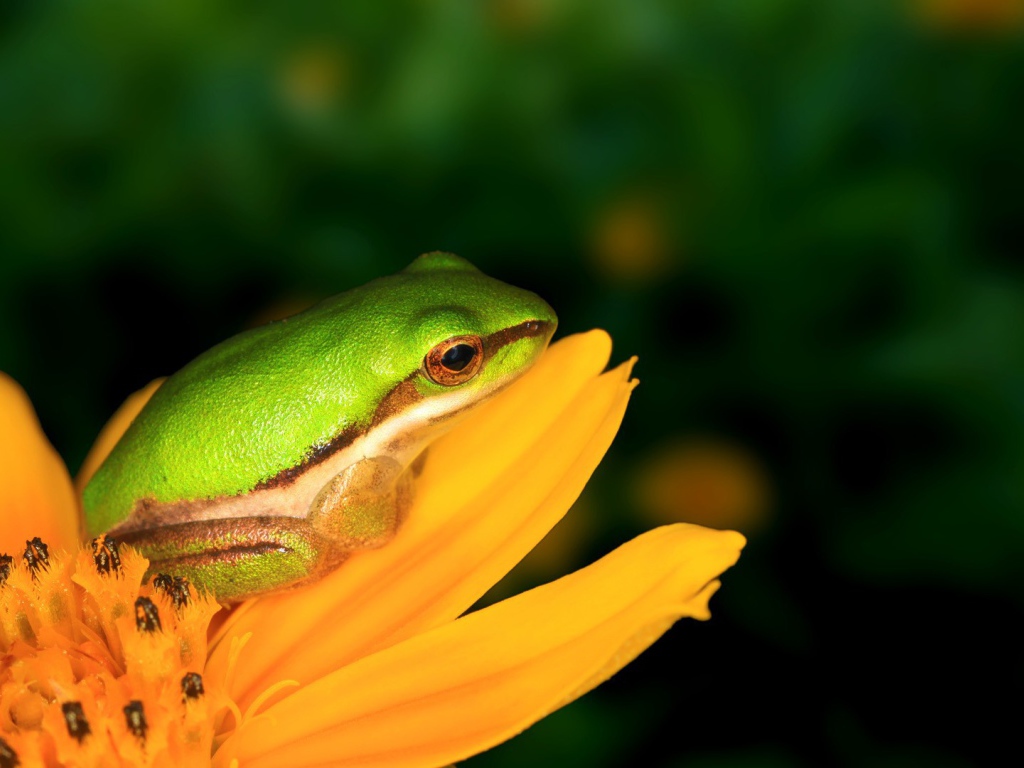 Лягушка на желтом цветке