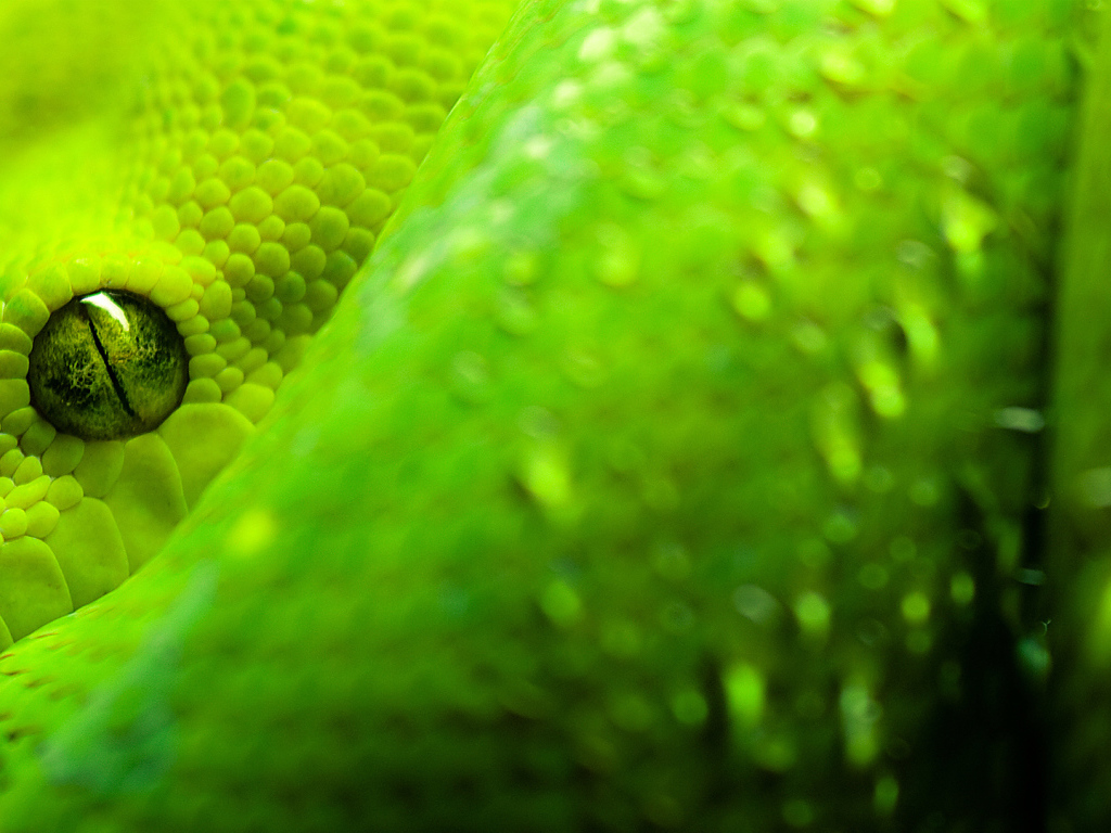 Закрытый глаз питона