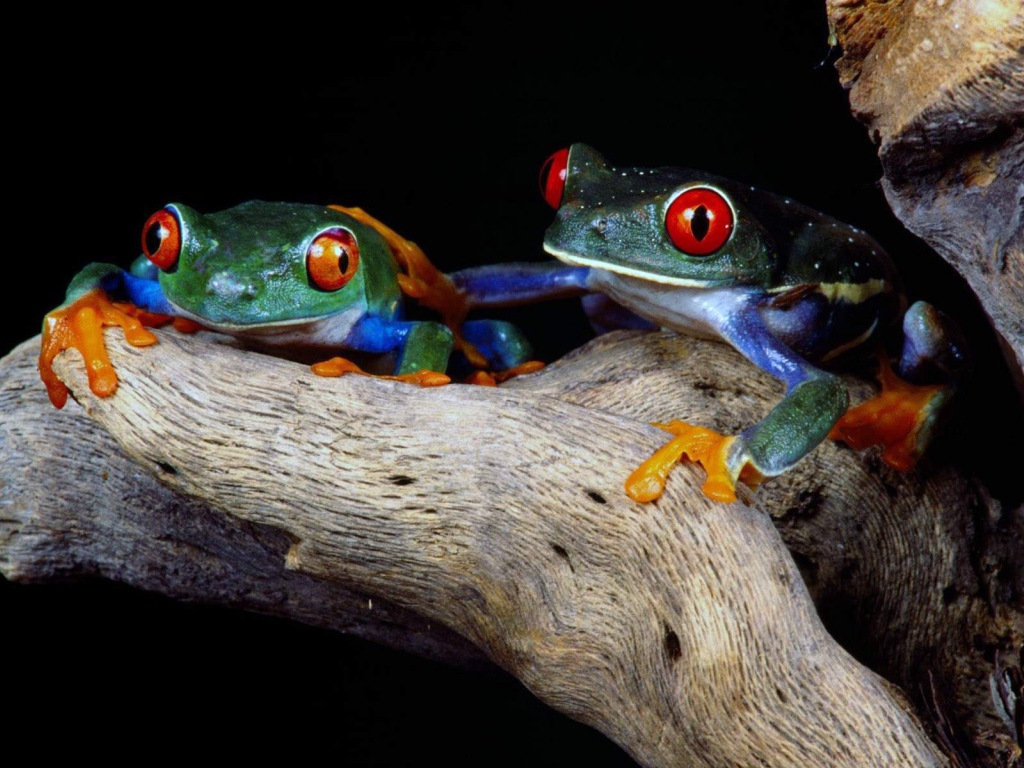 Разноцветные лягушки с красными глазами