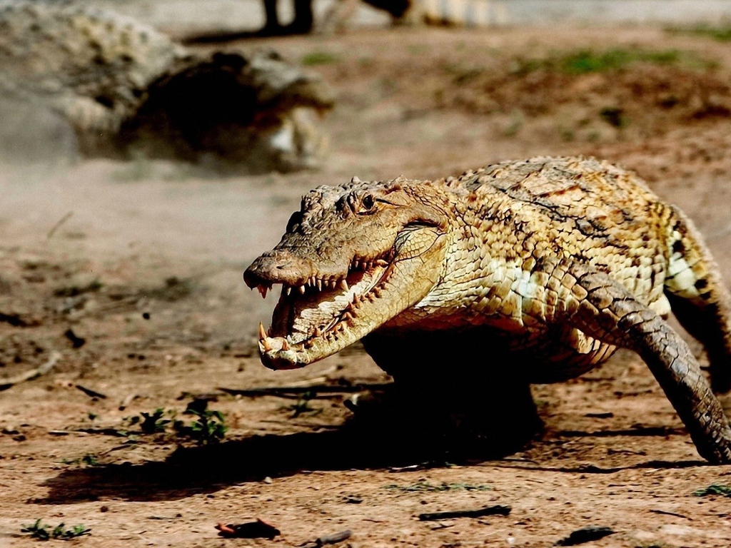 Крокодил бежит по земле