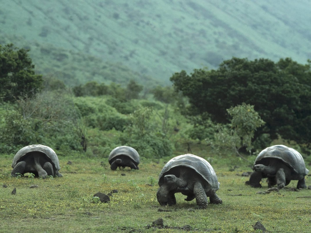 Стадо гигантских черепах