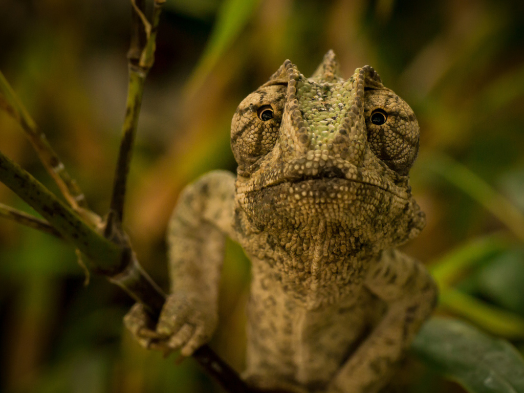 Ящерица хамелеон