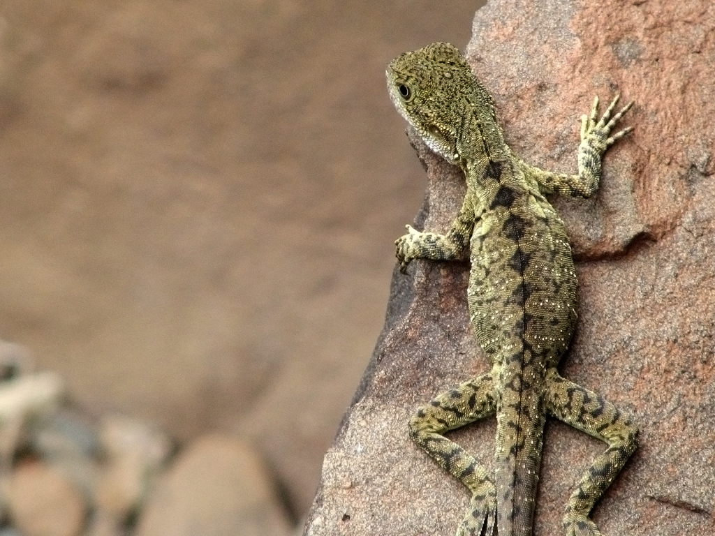 Ящерица на скале