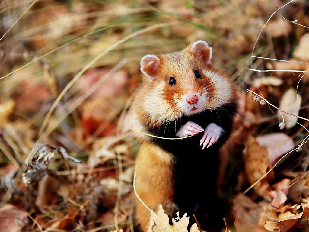 Хомяк сидит в траве