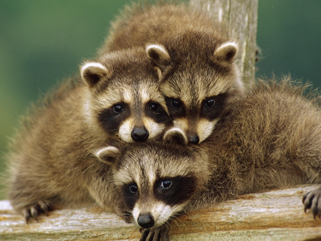 Three little raccoon