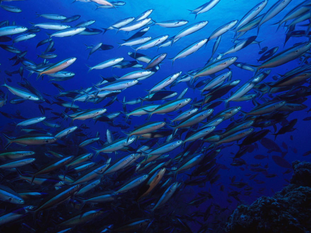 Стая серебристых рыб