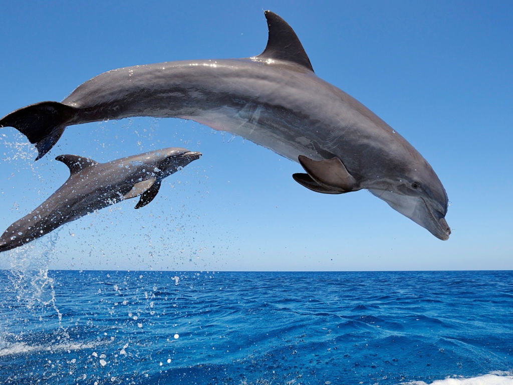 Прыжок дельфина