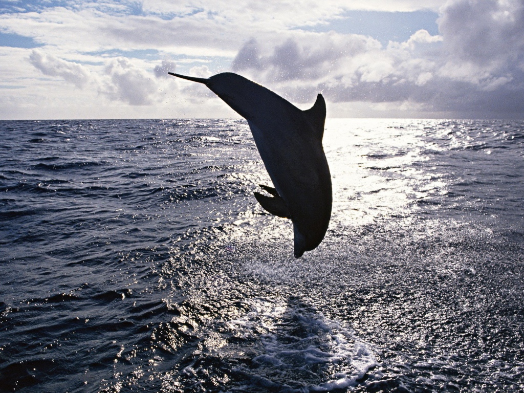 Прыжок дельфина