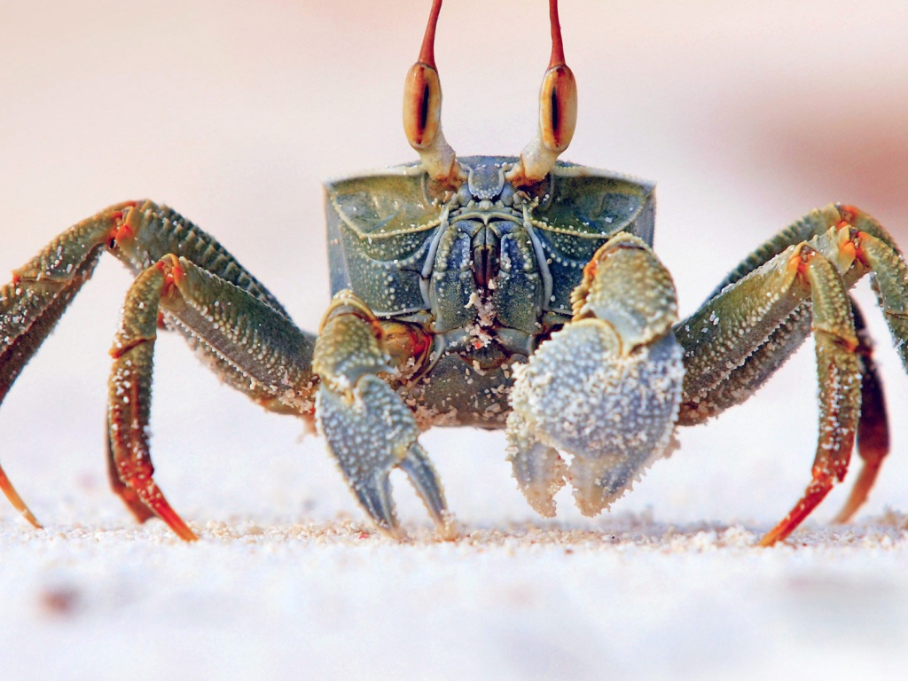 Королевский краб на песке