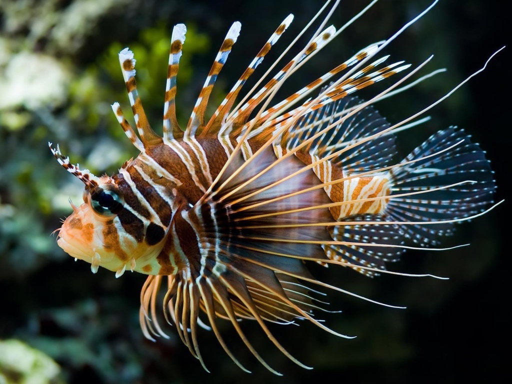 Светящеяся коралловая рыба