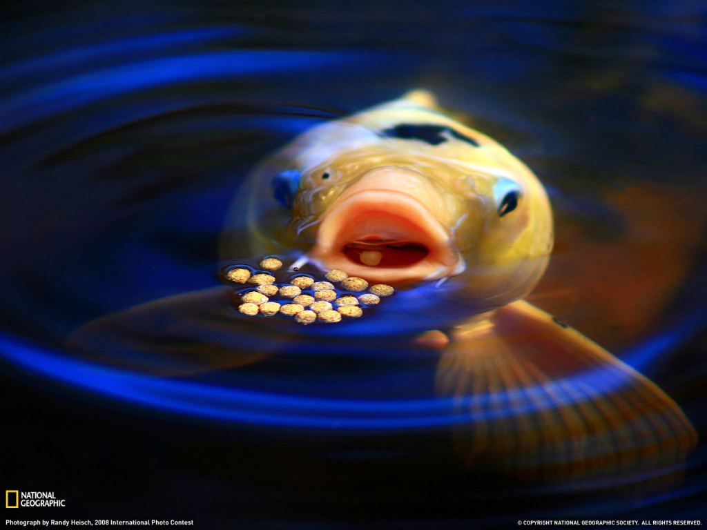 Рыба ест корм