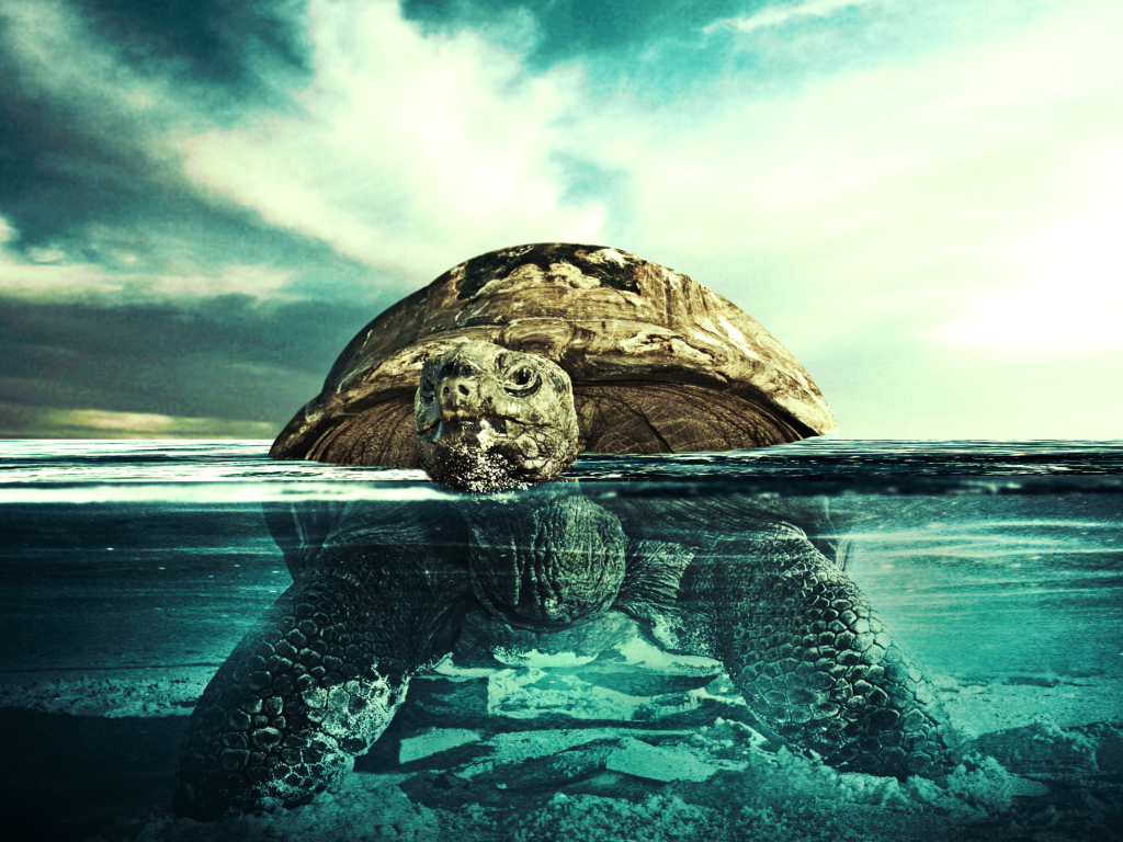 Черепаха плывет по воде