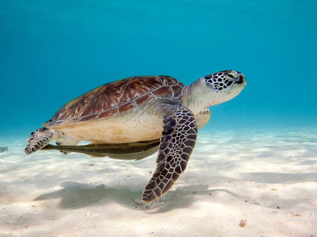 Черепаха под водой