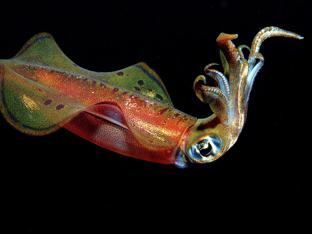 Цветной кальмар