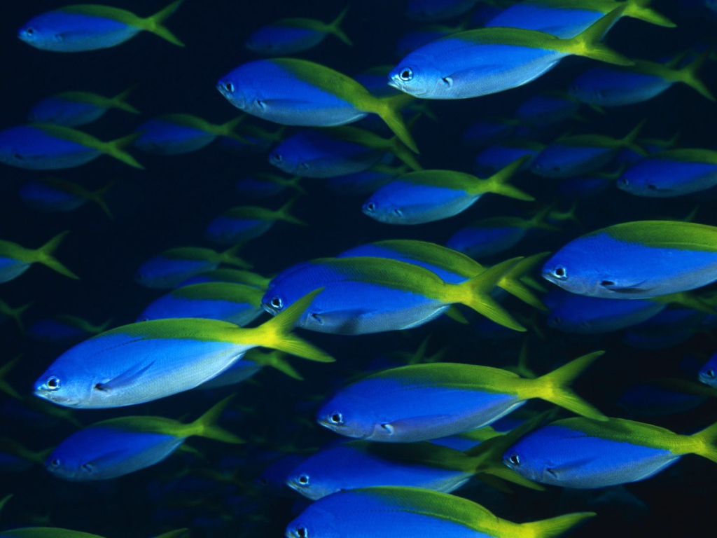 Стая синих рыб