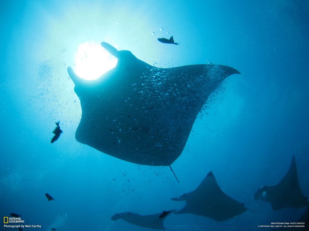 Стая морских скатов