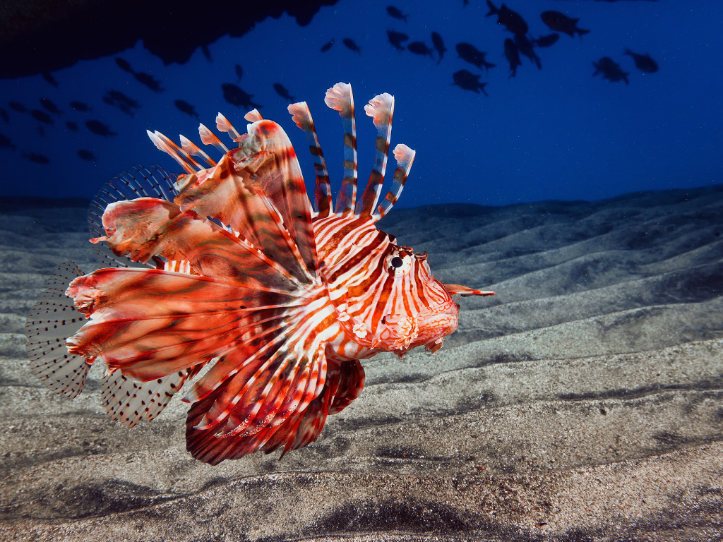 Рыба дракон