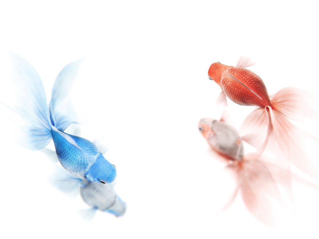 Золотая и синяя рыбы