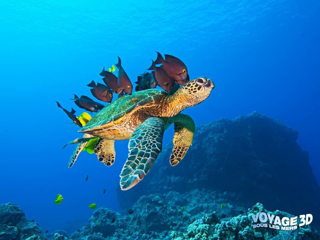 Морская черепаха и рыбы