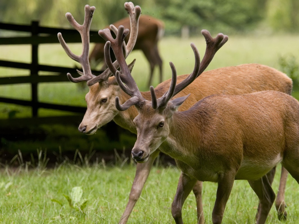 Пара оленей на природе