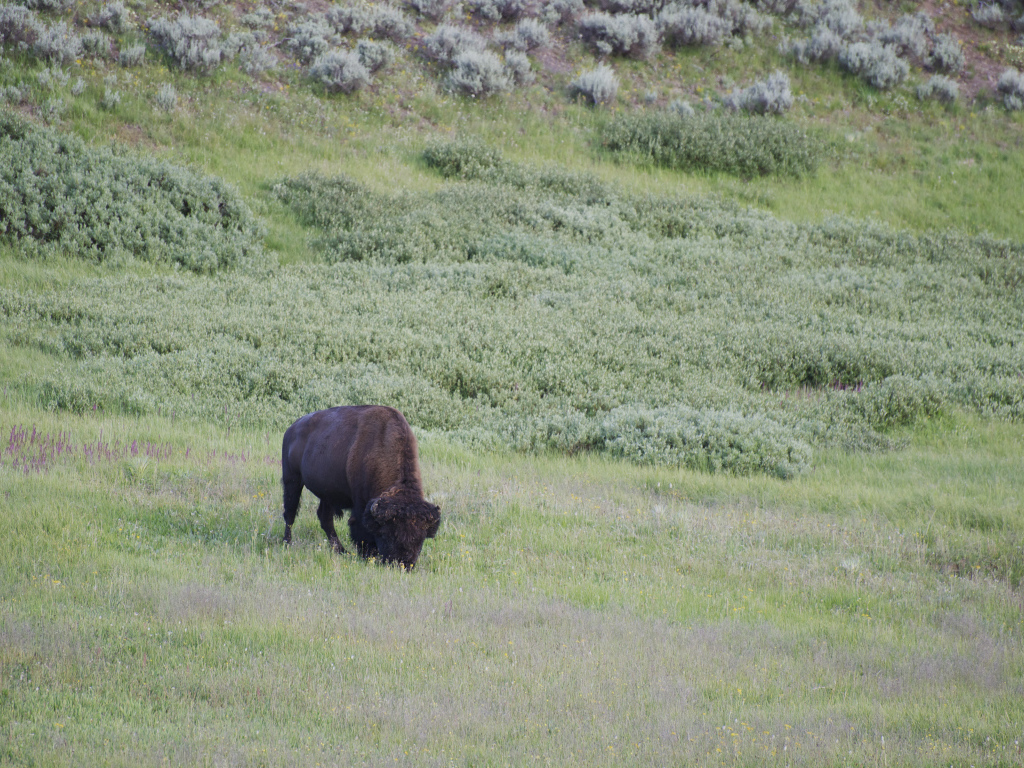 Бизон в дикой природе