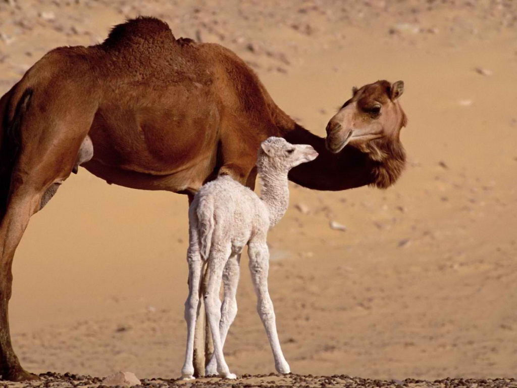 Верблюд с верблюжонком