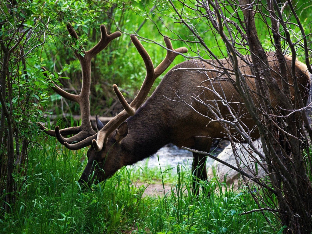 Олень ест траву