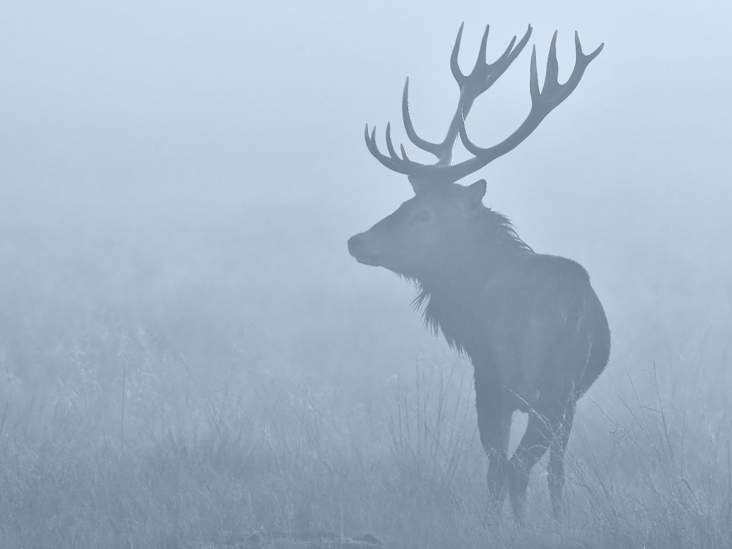 Deer in the morning mist