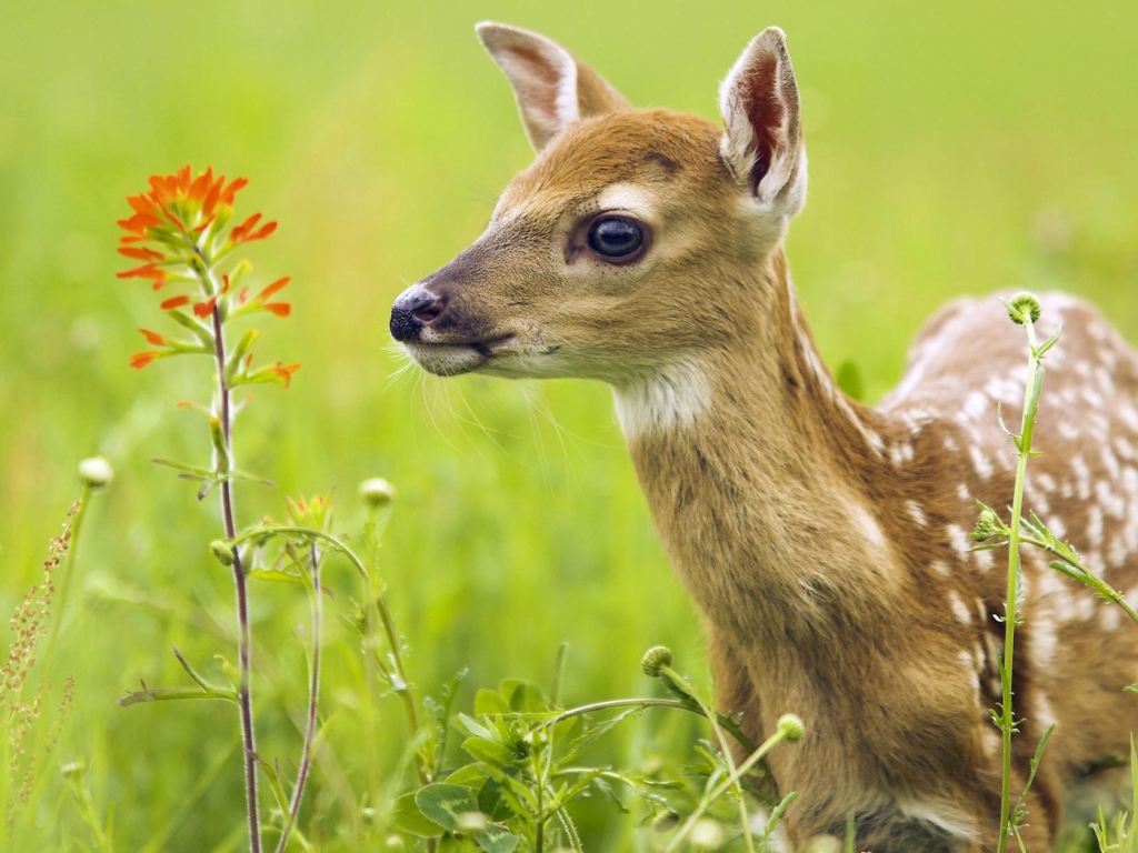Олененок в траве
