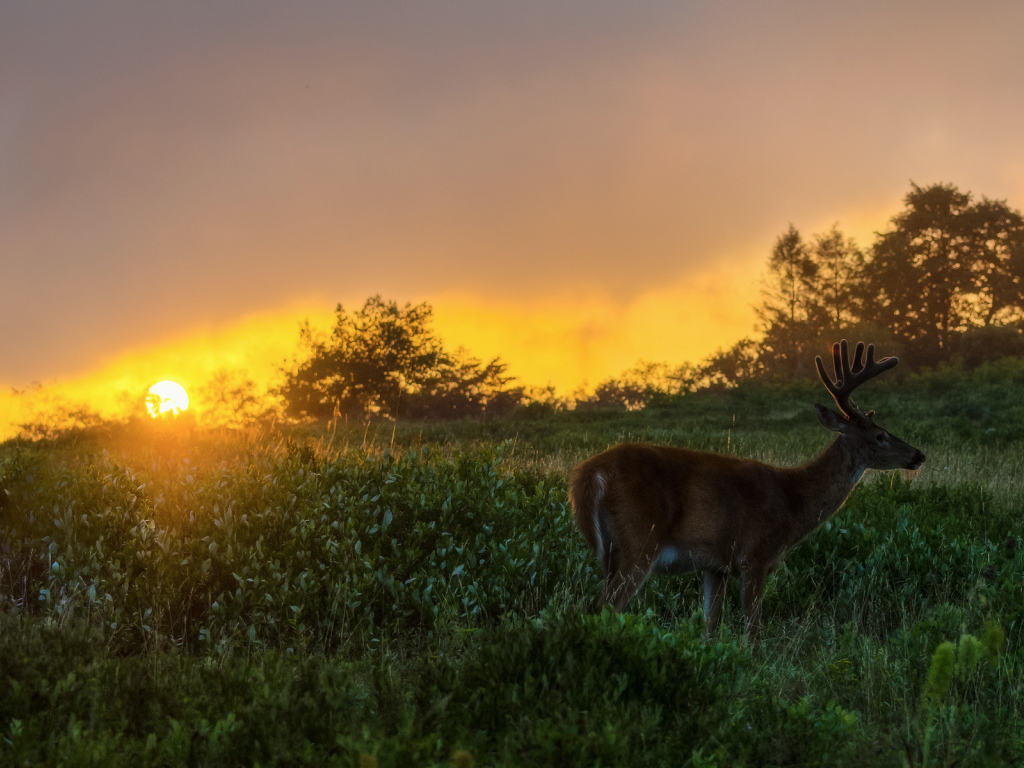 Олень на закате