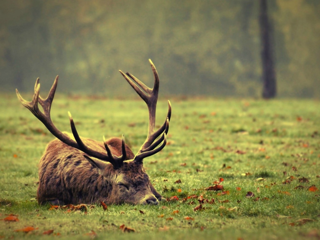 Олень спит на траве