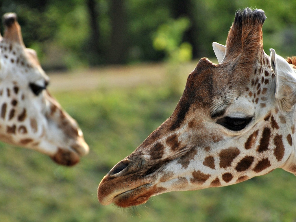 Портрет Жирафа