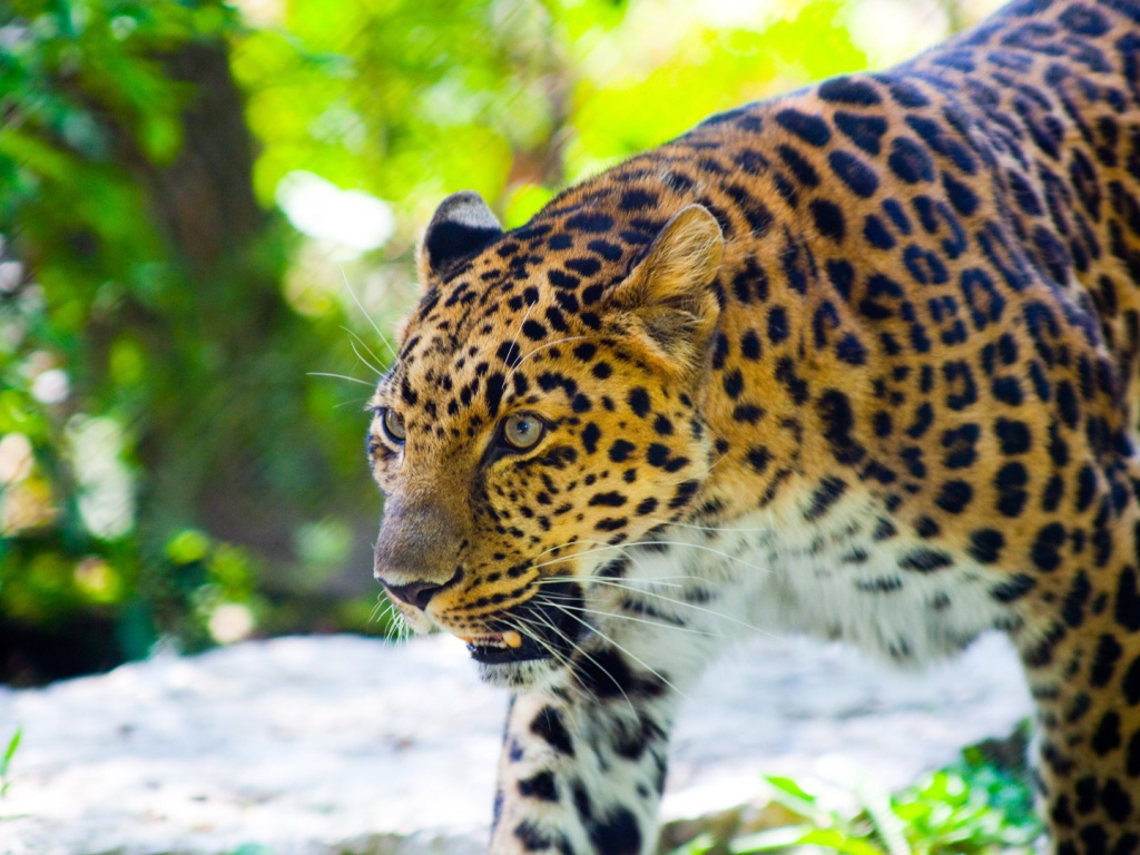 Злой леопард