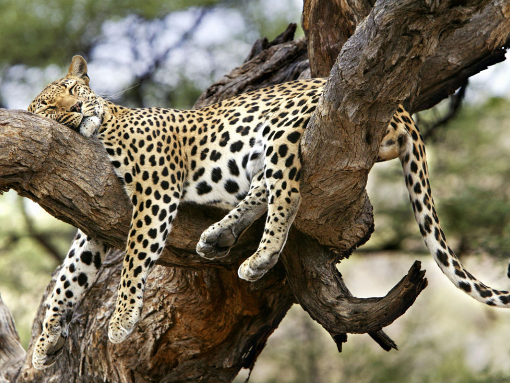 Леопард спит на дереве