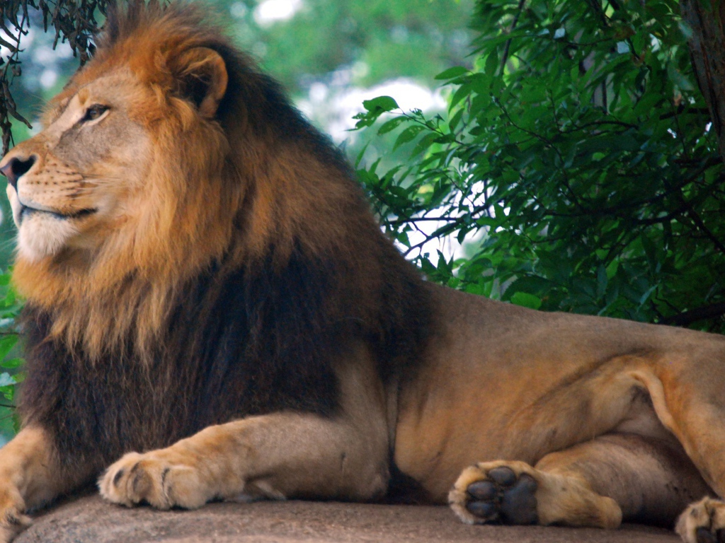 Царь зоопарка - Лев