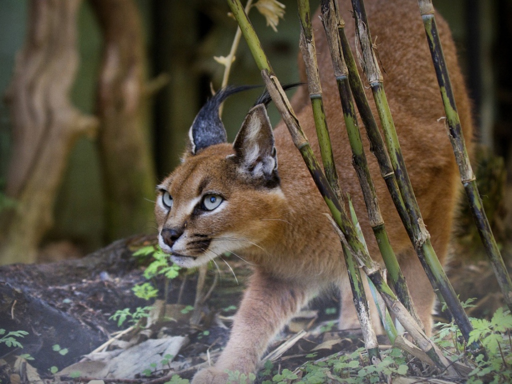 Рысь на охоте