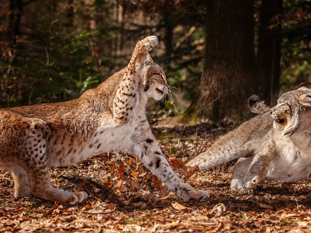 Схватка рысей в лесу