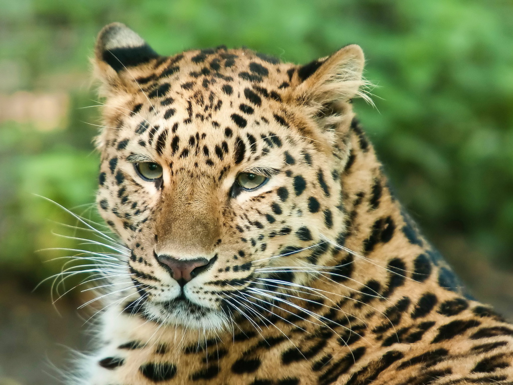 Steady eye of the leopard