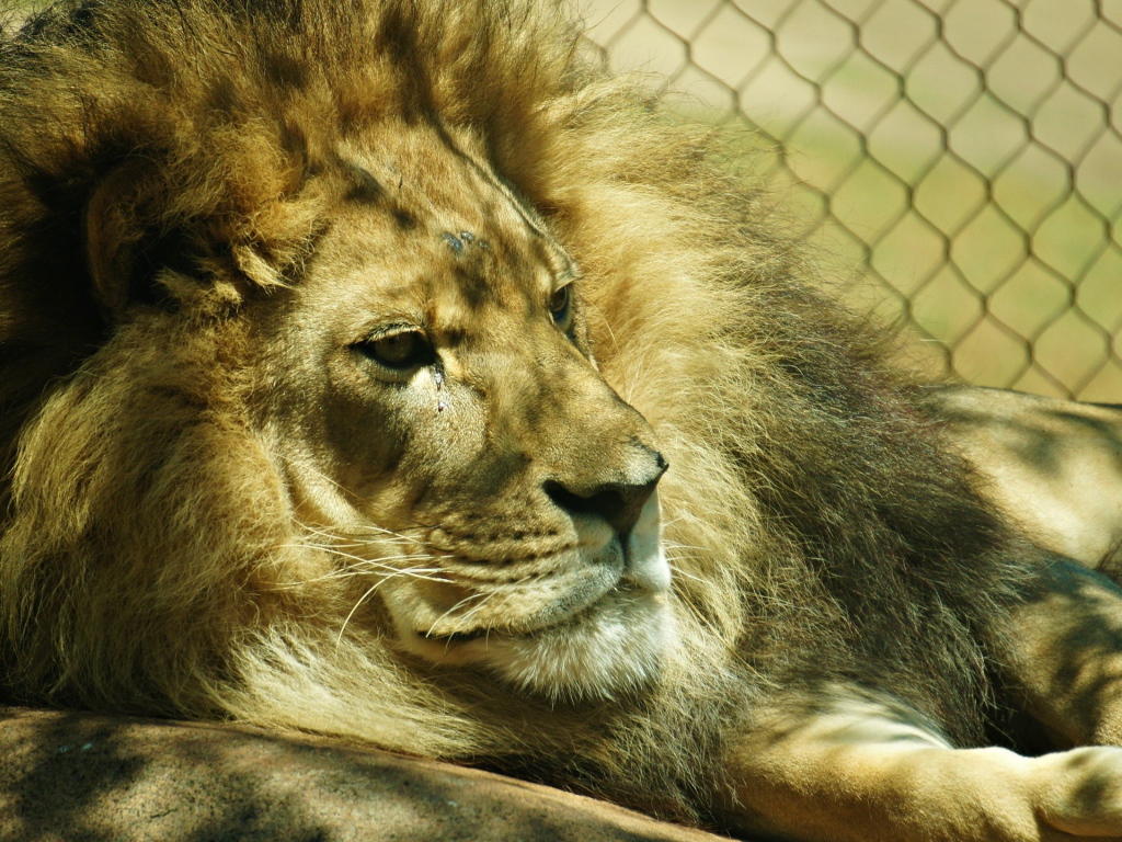 Лев лежит в клетке