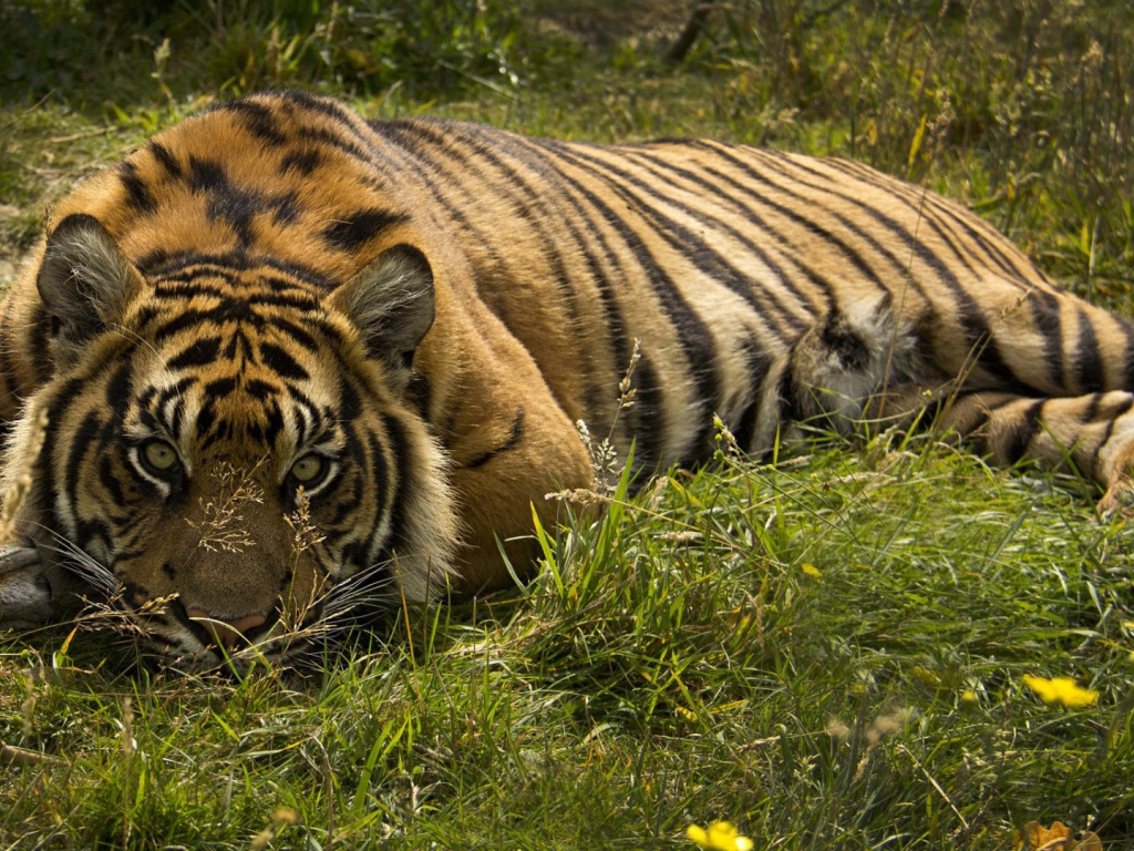 Тигр лежит в траве
