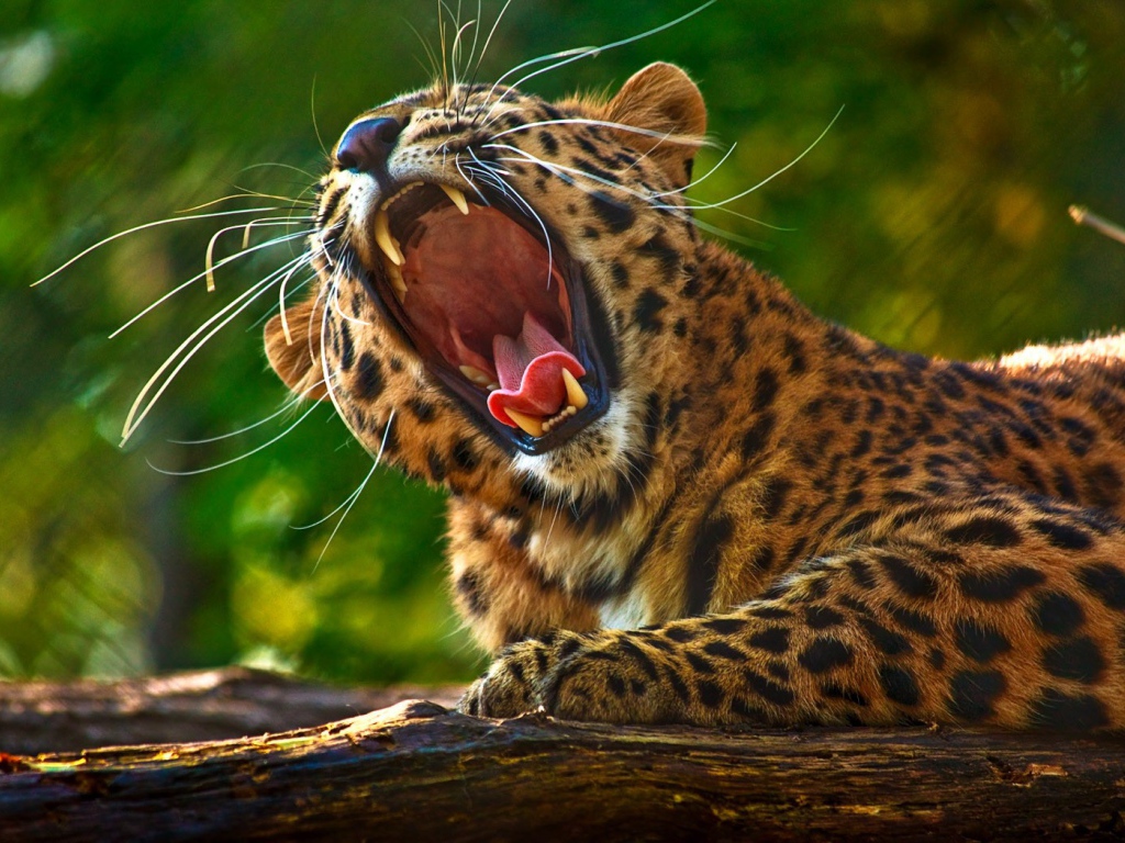 Леопард разинул пасть