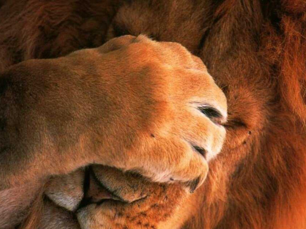Лев закрыл глаза лапой