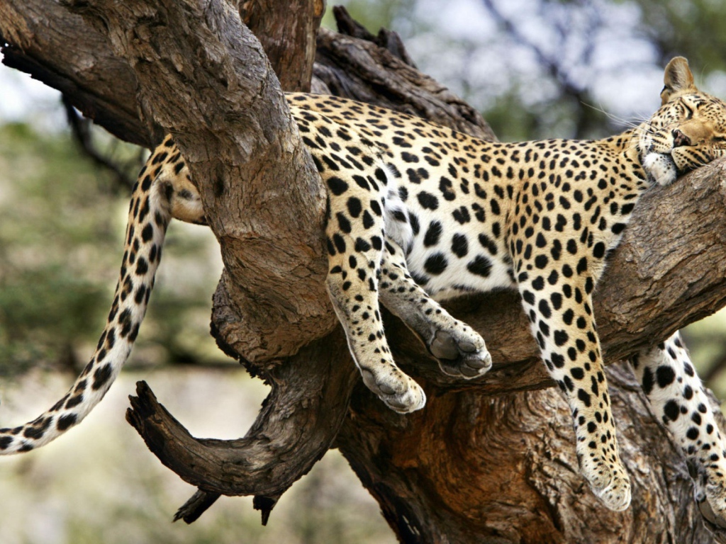 Леопард спит на дереве