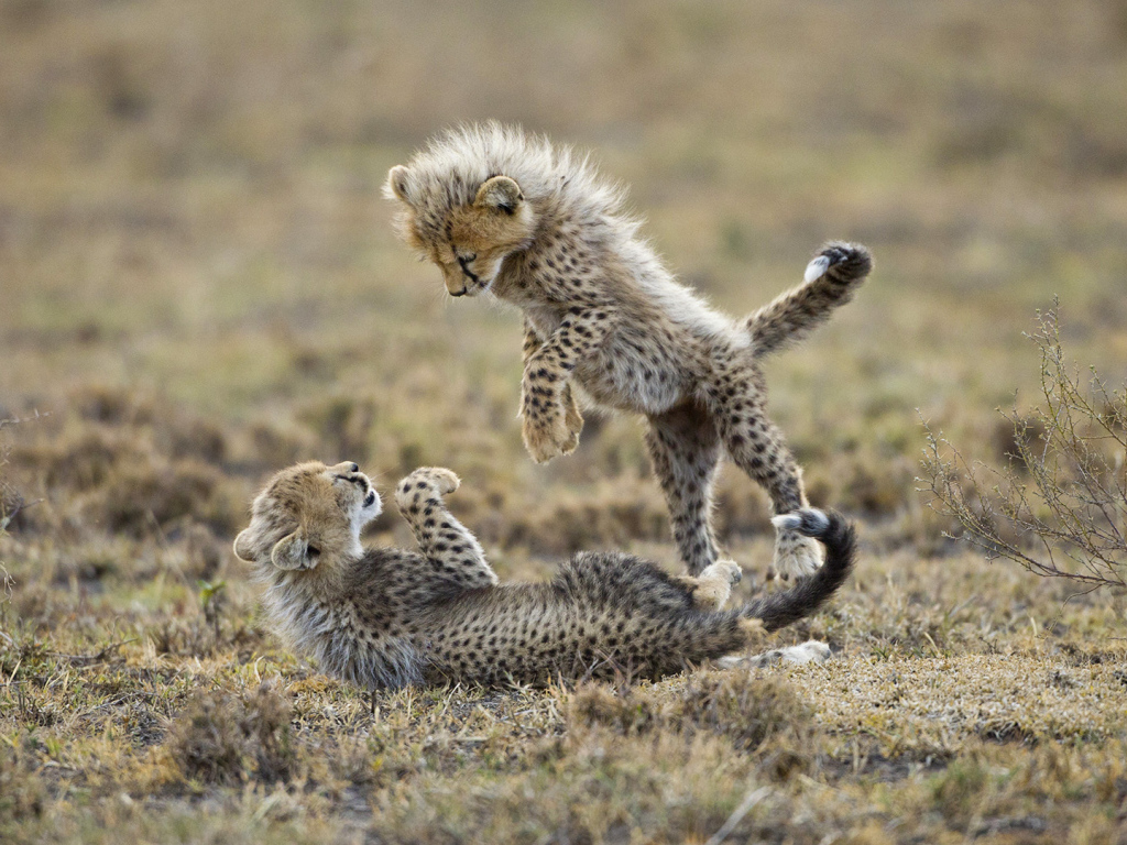 Детеныши гепарда