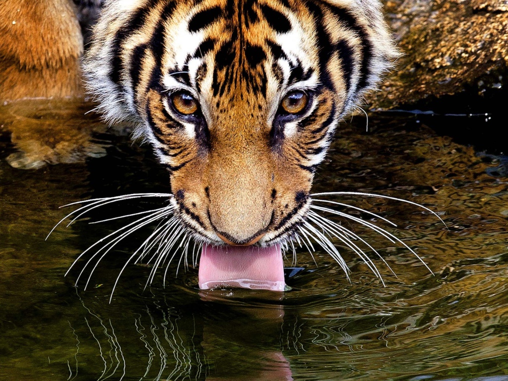 Тигр пьет воду