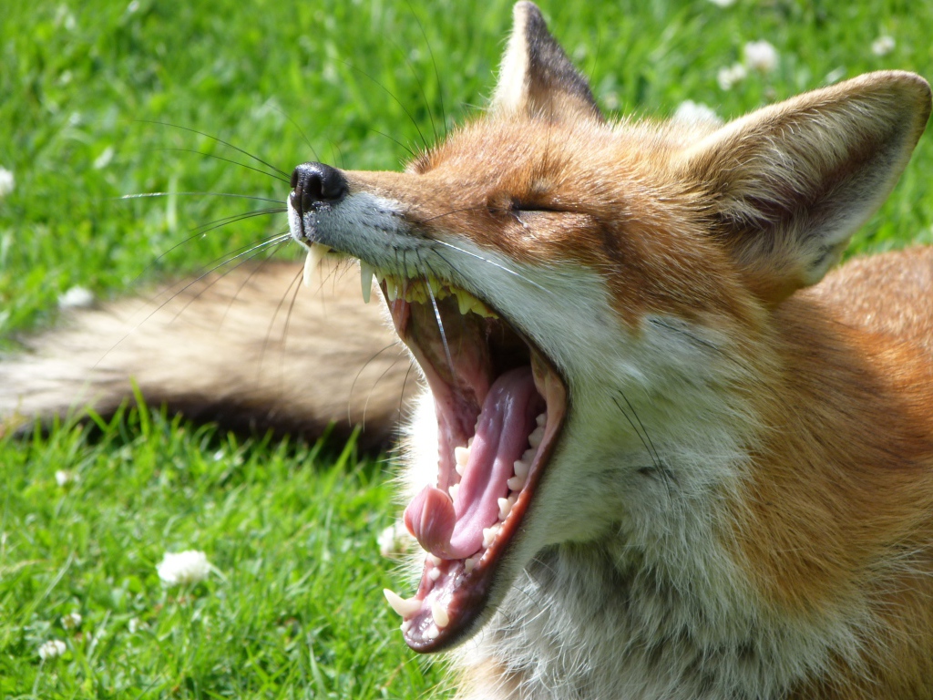 Fox is lying on the grass and yawns