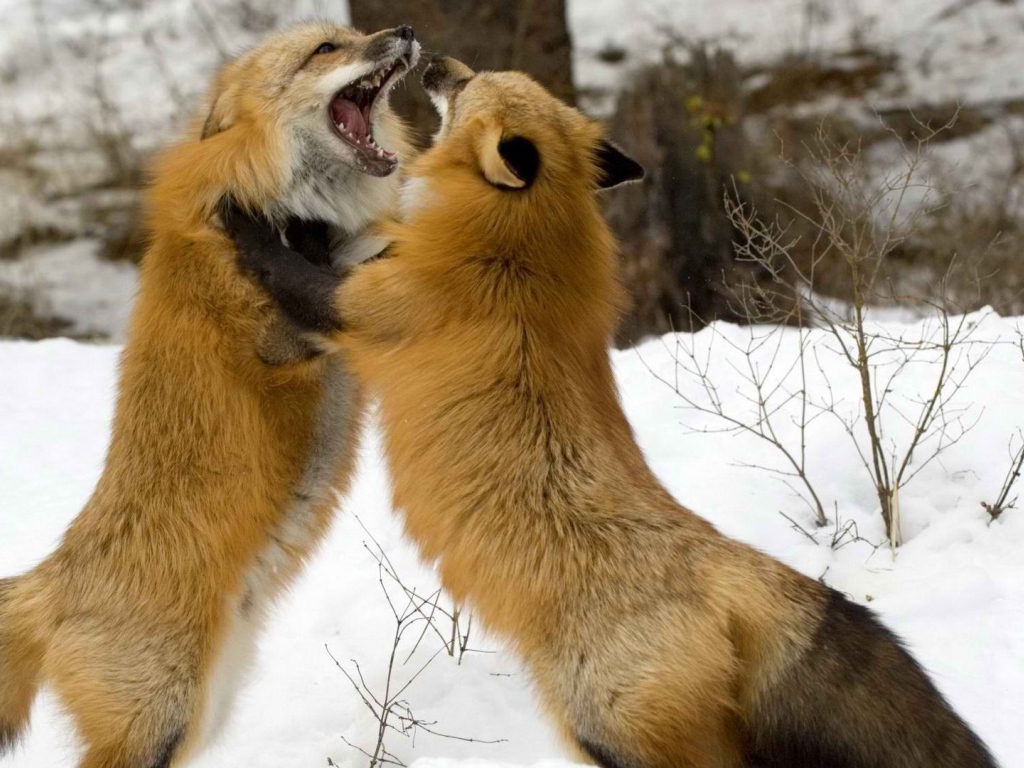 Борьба лисиц на снегу