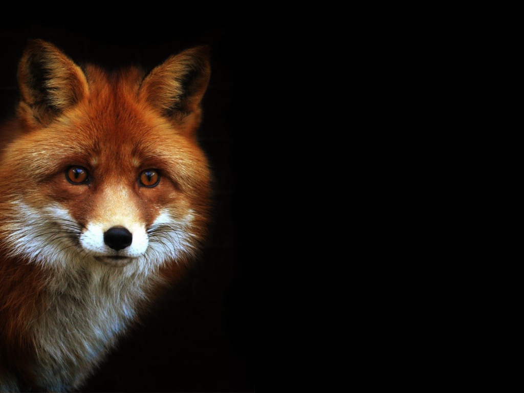 Рыжая лиса на черном фоне